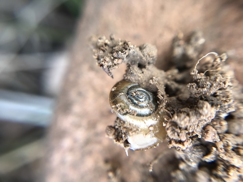 Oxychilidae