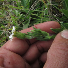 Noticastrum marginatum