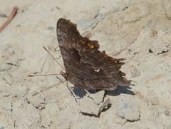 Polygonia oreas