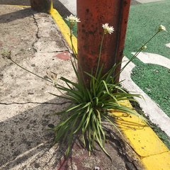 Nothoscordum bivalve