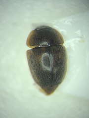 Amphicrossus ciliatus