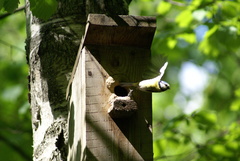 Cyanistes caeruleus