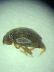 Amphicrossus ciliatus