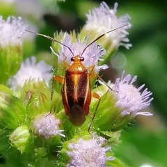 Horciasinus signoreti