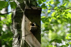 Cyanistes caeruleus