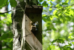 Cyanistes caeruleus