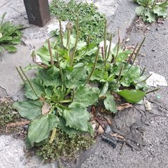 Plantago major