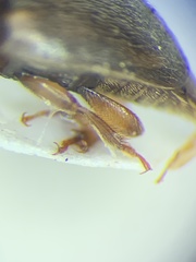 Amphicrossus ciliatus