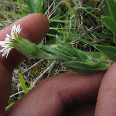 Noticastrum marginatum