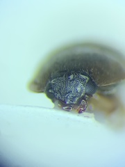 Amphicrossus ciliatus