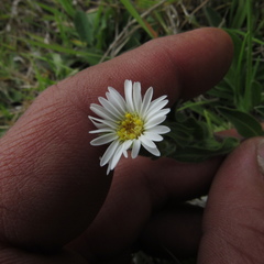 Noticastrum marginatum