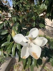 Magnolia