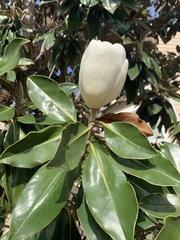 Magnolia