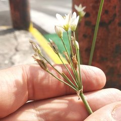 Nothoscordum bivalve