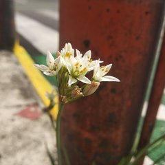Nothoscordum bivalve