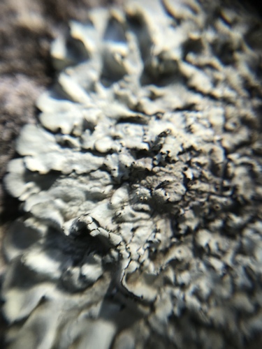 iNaturalist observation photo of rock shield lichens