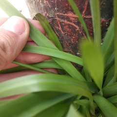 Nothoscordum bivalve