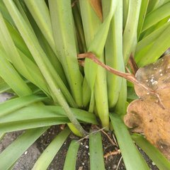 Nothoscordum bivalve
