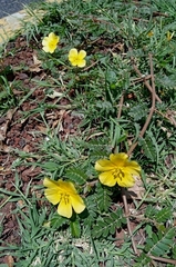 Tribulus cistoides