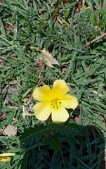 Tribulus cistoides