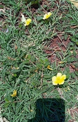 Tribulus cistoides