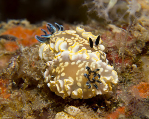 Tom Smith's Nudibranch