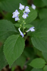 Scutellaria serrata