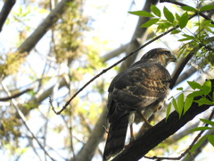 Accipiter cooperii