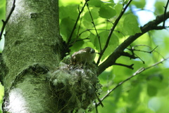 Fringilla coelebs