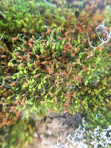 iNaturalist observation photo of Grey-cushioned Grimmia
