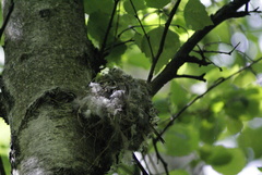 Fringilla coelebs