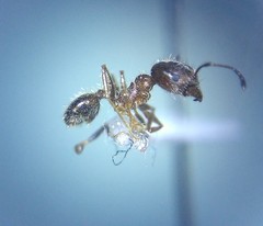 Pheidole cockerelli