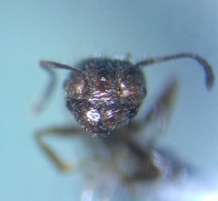 Pheidole cockerelli