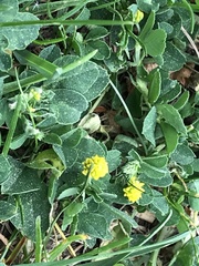 Medicago lupulina