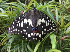 Papilio demoleus