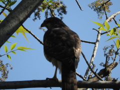 Accipiter cooperii
