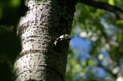 Dendrocopos major