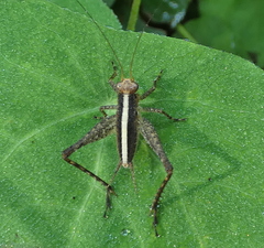 Eneoptera surinamensis