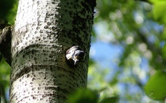 Dendrocopos major
