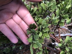 Arctostaphylos nevadensis