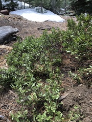 Arctostaphylos nevadensis