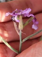 Matthiola fruticulosa image