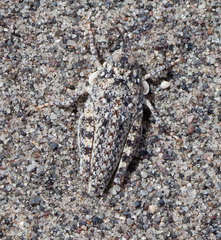 Trimerotropis arenacea