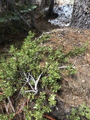 Arctostaphylos nevadensis