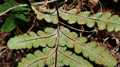 Pentagramma triangularis triangularis