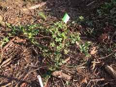 Rubus ursinus macropetalus