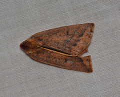 Cycloprorodes melanoxysta