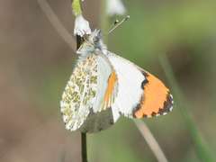 Anthocharis julia stella