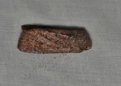 Dasygaster padockina