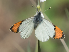 Anthocharis julia stella